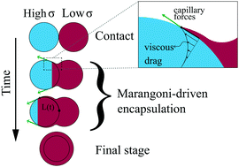 Graphical abstract: Marangoni-driven spreading of miscible liquids in the binary pendant drop geometry