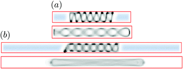 Graphical abstract: Confinement and crowding control the morphology and dynamics of a model bacterial chromosome