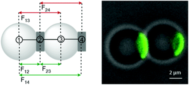 Graphical abstract: Mono-patchy zwitterionic microcolloids as building blocks for pH-controlled self-assembly