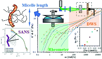 Graphical abstract: From well-entangled to partially-entangled wormlike micelles