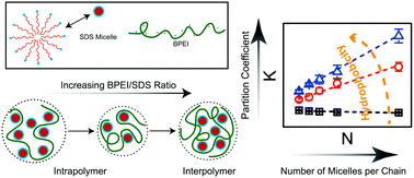 Graphical abstract: Polyelectrolyte–micelle coacervates: intrapolymer-dominant vs. interpolymer-dominant association, solute uptake and rheological properties