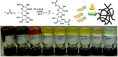 Graphical abstract: Organogels from trehalose difatty ester amphiphiles