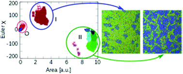 Graphical abstract: Structure of lateral heterogeneities in a coarse-grained model for multicomponent membranes