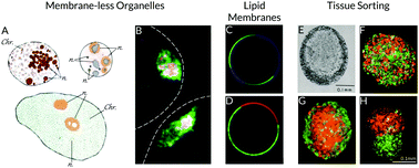 Graphical abstract: Thermodynamically driven assemblies and liquid–liquid phase separations in biology