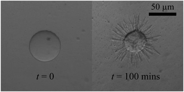 Graphical abstract: Controlled generation of spiky microparticles by ionic cross-linking within an aqueous two-phase system