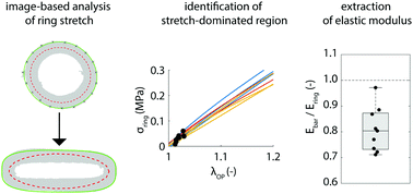 Graphical abstract: Image-based analysis of uniaxial ring test for mechanical characterization of soft materials and biological tissues