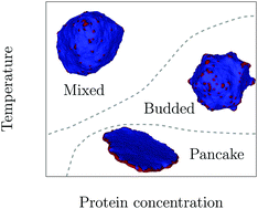 Graphical abstract: Theoretical study of vesicle shapes driven by coupling curved proteins and active cytoskeletal forces