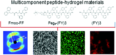 Graphical abstract: Fmoc-FF and hexapeptide-based multicomponent hydrogels as scaffold materials