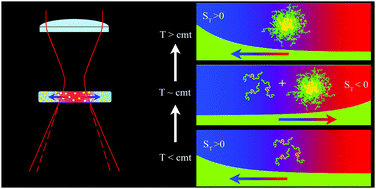 Graphical abstract: Thermophoresis in self-associating systems: probing poloxamer micellization by opto-thermal excitation