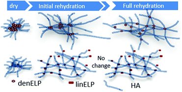 Graphical abstract: Hydrogels composed of hyaluronic acid and dendritic ELPs: hierarchical structure and physical properties