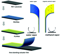 Graphical abstract: Unusually fast and large actuation from multilayer polyelectrolyte thin films