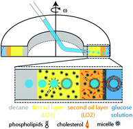 Graphical abstract: Formation of phase separated vesicles by double layer cDICE
