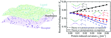 Graphical abstract: Binding constant of membrane-anchored receptors and ligands that induce membrane curvatures