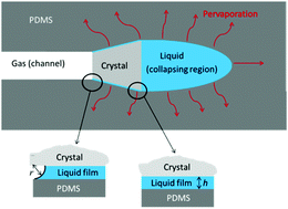 Graphical abstract: Direct observation of pore collapse and tensile stress generation on pore walls due to salt crystallization in a PDMS channel