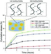 Graphical abstract: Controlled release from PCL–alginate microspheres via secondary encapsulation using GelMA/HAMA hydrogel scaffolds