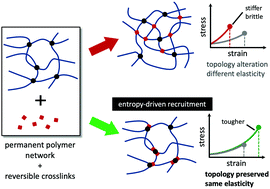 Graphical abstract: Harnessing entropy to enhance toughness in reversibly crosslinked polymer networks