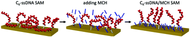 Graphical abstract: Functionalizing gold with single strand DNA: novel insight into optical properties via combined spectroscopic ellipsometry and nanolithography measurements