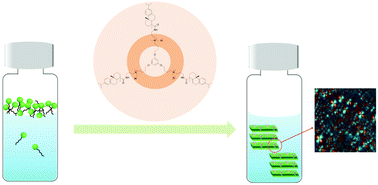 Graphical abstract: Viscoelastic lyotropic liquid crystals formed in a bio-based trimeric surfactant system