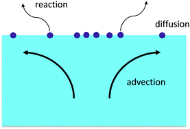 Graphical abstract: Spreading dynamics of reactive surfactants driven by Marangoni convection