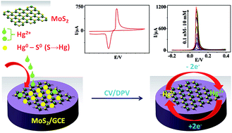 Graphical abstract: Ultrasensitive and selective electrochemical sensing of Hg(ii) ions in normal and sea water using solvent exfoliated MoS2: affinity matters