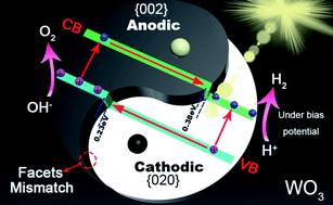 Graphical abstract: Photogenerated-carrier separation along edge dislocation of WO3 single-crystal nanoflower photoanode