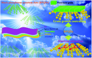 Graphical abstract: Black phosphorus quantum dots as dual-functional electron-selective materials for efficient plastic perovskite solar cells