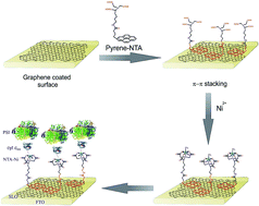 Graphical abstract: Orientation of photosystem I on graphene through cytochrome c553 leads to improvement in photocurrent generation