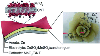 Graphical abstract: An adaptive and stable bio-electrolyte for rechargeable Zn-ion batteries