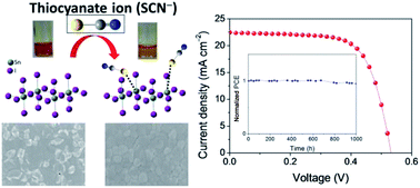 Graphical abstract: Boosting the performance and stability of quasi-two-dimensional tin-based perovskite solar cells using the formamidinium thiocyanate additive