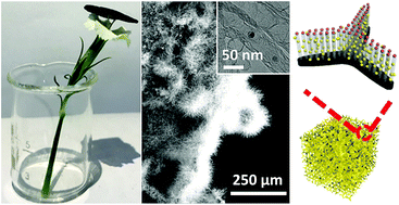 Graphical abstract: Nitrogen-doped carbon nanotube sponge with embedded Fe/Fe3C nanoparticles as binder-free cathodes for high capacity lithium–sulfur batteries