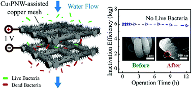 Graphical abstract: A Cu3P nanowire enabling high-efficiency, reliable, and energy-efficient low-voltage electroporation-inactivation of pathogens in water