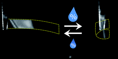 Graphical abstract: Programmable helical twisting in oriented humidity-responsive bilayer films generated by spray-coating of a chiral nematic liquid crystal