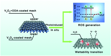 Graphical abstract: A smart nano-V2O5/ODA-coated mesh for a co-responsive photo-induced wettability transition and ROS generation for in situ water purification