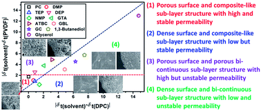 Graphical abstract: Tailoring both the surface pore size and sub-layer structures of PVDF membranes prepared by the TIPS process with a triple orifice spinneret