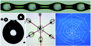 Graphical abstract: Bioinspired microfibers for water collection