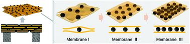 Graphical abstract: Fullerene-regulated graphene oxide nanosheet membranes with well-defined laminar nanochannels for precise molecule sieving