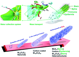 Biomimetic and Evolutionary Design Driven