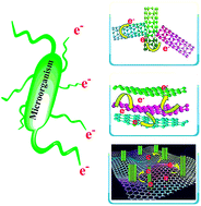 Graphical abstract: Growth of carbon nanotubes on graphene as 3D biocathode for NAD+/NADH balance model and high-rate production in microbial electrochemical synthesis from CO2