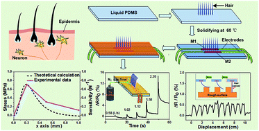 Graphical abstract: A biomimetic multifunctional electronic hair sensor