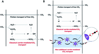 Graphical abstract: Lewis acidic water as a new carrier for facilitating CO2 transport