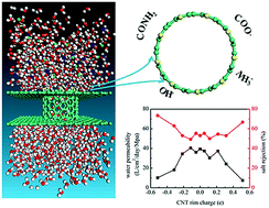Graphical abstract: Water desalination through rim functionalized carbon nanotubes