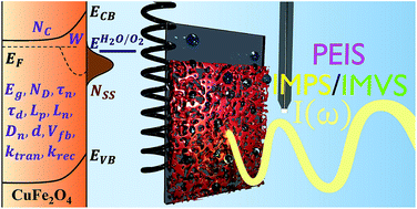 Graphical abstract: Insights into the interfacial carrier behaviour of copper ferrite (CuFe2O4) photoanodes for solar water oxidation