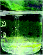 Graphical abstract: Direct solar-to-hydrogen generation by quasi-artificial leaf approach: possibly scalable and economical device