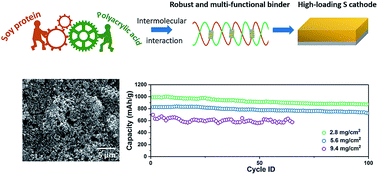 Graphical abstract: A robust and ion-conductive protein-based binder enabling strong polysulfide anchoring for high-energy lithium–sulfur batteries