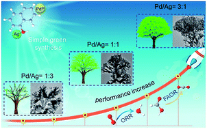 Graphical abstract: Treelike two-level PdxAgy nanocrystals tailored for bifunctional fuel cell electrocatalysis
