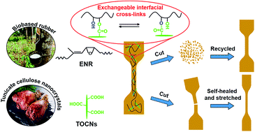 Graphical abstract: A robust and stretchable cross-linked rubber network with recyclable and self-healable capabilities based on dynamic covalent bonds