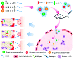 Graphical abstract: The effects of surface charge on the intra-tumor penetration of drug delivery vehicles with tumor progression