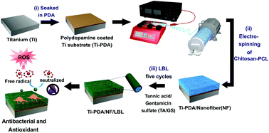 Graphical abstract: Construction of three-dimensional net-like polyelectrolyte multilayered nanostructures onto titanium substrates for combined antibacterial and antioxidant applications