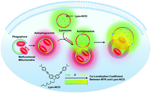 Graphical abstract: pH-Independent two-photon fluorescent lysotrackers for real-time monitoring autophagy