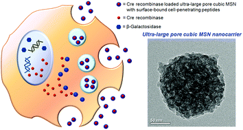 Graphical abstract: Intracellular delivery of a native functional protein using cell-penetrating peptide functionalized cubic MSNs with ultra-large mesopores